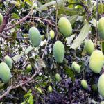Bandarban Mango Pic