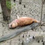 Dolphin_Sitakund_20-08-2021