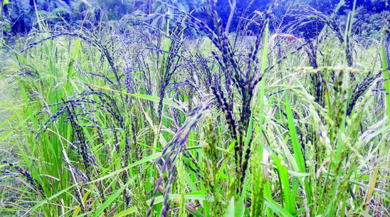 বিলুপ্তির পথে সুগন্ধি কালোজিরা ধান বিলুপ্তির পথে সুগন্ধি কালোজিরা ধান