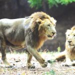 lion