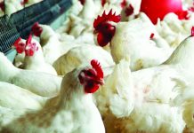 ব্রয়লার মুরগি নিরাপদ, অভয় দিলেন গবেষকরা