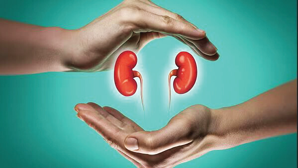 kidney