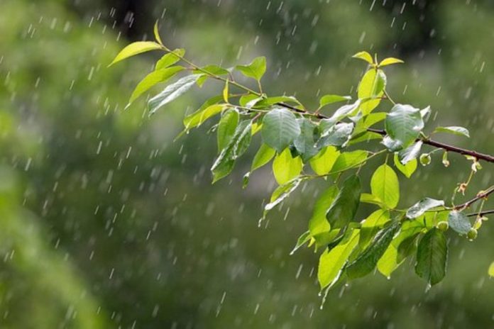 Rain and Tree