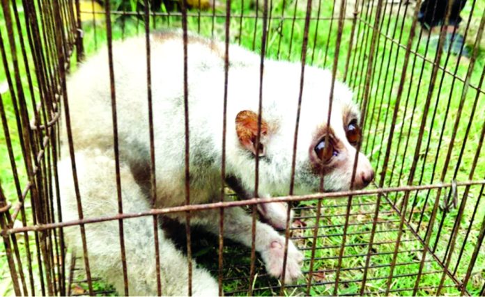 Bandarban Lajjabati pic