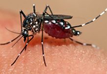 ডেঙ্গু সচেতনতা ও করণীয়