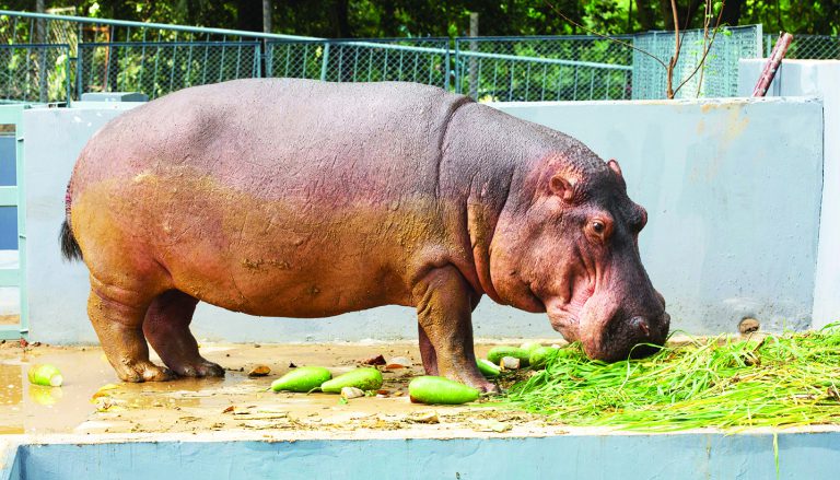 প্রথমবারের মতো জলহস্তী  পেল চট্টগ্রাম চিড়িয়াখানা