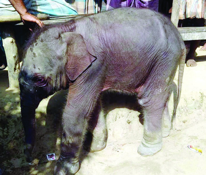 Chakaria Pic.(Elephant_3) 23.10.2023