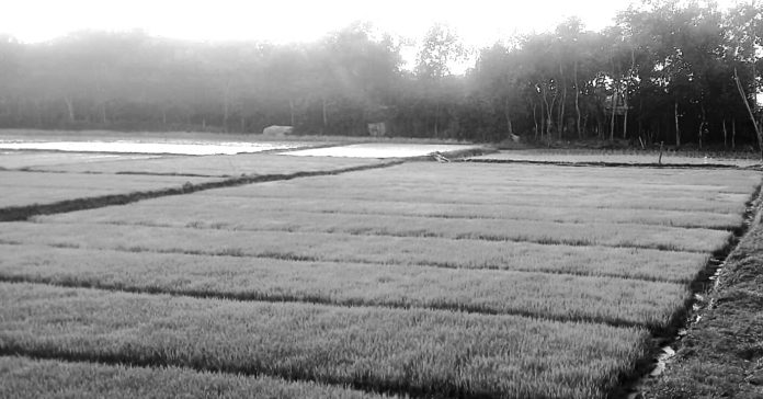 Rangunia boro biztola