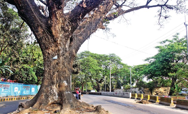 বড় ও শতবর্ষী গাছগুলো অক্ষত থাকবে বড় ও শতবর্ষী গাছগুলো অক্ষত থাকবে