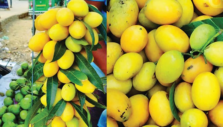 নতুন মৌসুমে টেকনাফ বাজারে পাহাড়ি মালি আম