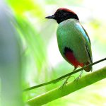 Khagrachhari ( Hooded Pitta) 2