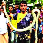 Hat- Snakes00000
