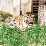 tiger–