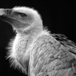 vulture-pixabay