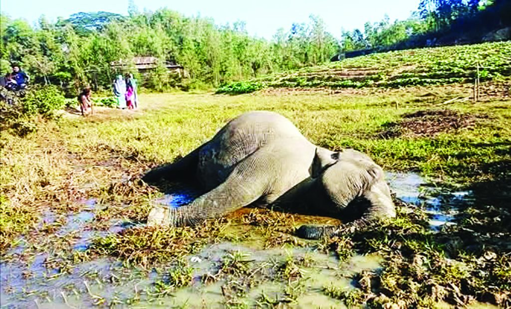 বৈদ্যুতিক ফাঁদে সন্তান সম্ভবা হাতি,হাতির আক্রমণে কৃষকের মৃত্যু