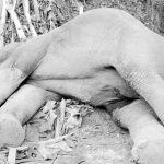 Chakaria Pic.(Elephant_1) 12.02.2025