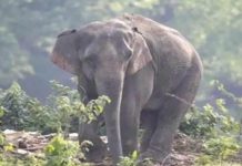 কাপ্তাইয়ে হাতির আক্রমণে নারীর মৃত্যু