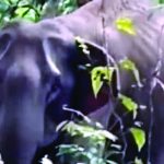 KAPTAI-