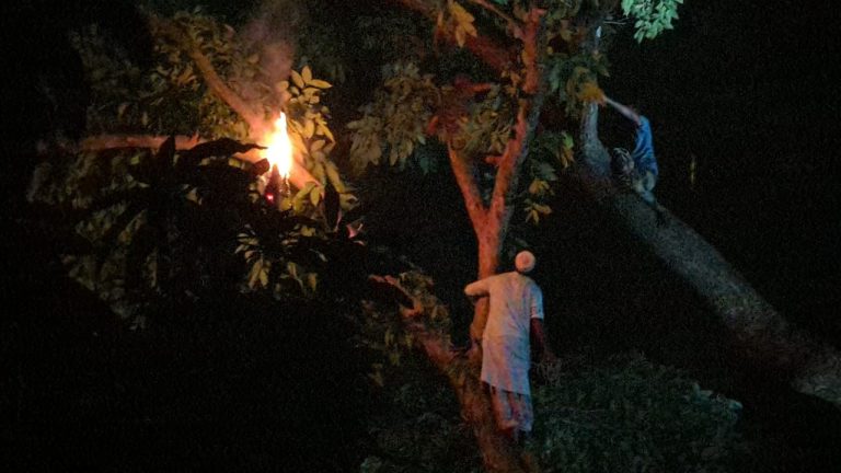 রাঙ্গুনিয়ায় উঁচু আম গাছের চূড়ায় কিশোরী, ৭ ঘন্টা পর উদ্ধার