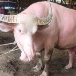K Phuli_Mojjertek Cow Hat_Pink Buffalo-1