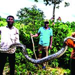 Ukia Python