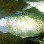 coxsbazar-hilsa-fish