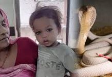এক বছর বয়সী বাচ্চার কামড়ে সাপের মৃত্যু