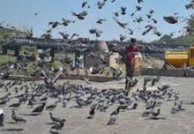 ভারতে কবুতরকে খাওয়ানো নিষিদ্ধের সিদ্ধান্তে বিতর্ক