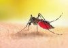 নভেম্বরেও ডেঙ্গুর প্রকোপ, কমেছে চিকুনগুনিয়া