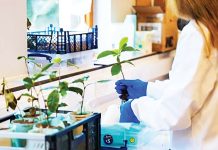 চাঁদের মাটিতে চা গাছ জন্মাল, ব্যর্থ মঙ্গলে