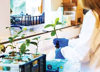 চাঁদের মাটিতে চা গাছ জন্মাল, ব্যর্থ মঙ্গলে