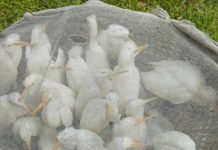 উখিয়ায় ৬০টি বক উদ্ধার, শিকারীদের বিরুদ্ধে মামলার প্রস্তুতি