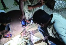 হালদায় মরে ভেসে উঠল ২০ কেজির কাতলা মাছ