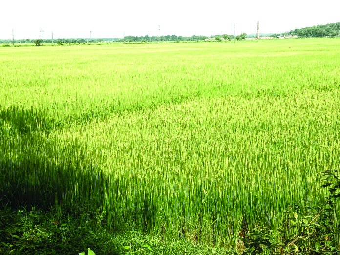 IMG_20251013_100201(1)