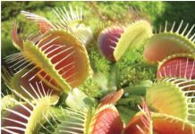 মাংস খেকো গাছ