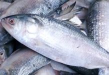 ৮শ কেজি জাটকা ইলিশ জব্দ