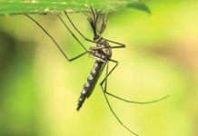 মশক নিধন কার্যক্রমে জনসম্পৃক্ততা জরুরি