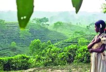 যুক্তরাষ্ট্রের এমা অ্যাওয়ার্ডে পুরস্কার জিতল ‘নিশি’