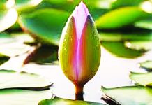 ইসির প্রতীক তালিকায় যুক্ত হলো ‘শাপলা কলি’