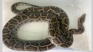 snake-ojogor