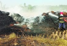 সাড়ে ১৫ কানি জমির ধান পুড়ল আগাছা পোড়ানোর আগুনে
