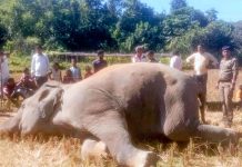 উখিয়ায় বন্যহাতির মৃত্যু