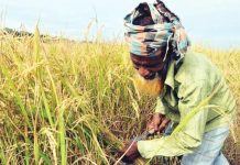 চট্টগ্রামে আমনের বাম্পার ফলন, ছাড়াবে লক্ষ্যমাত্রা