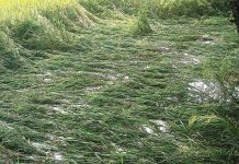 বৃষ্টির হানা, আমনের ফসল ঘরে তোলা নিয়ে সংশয়