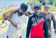 সেন্টমার্টিনে জেলের জালে ধরা পড়লো ৩২ কেজির পোপা মাছ