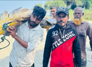 সেন্টমার্টিনে জেলের জালে ধরা পড়লো ৩২ কেজির পোপা মাছ