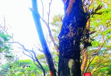 আবর্জনা পোড়ানোর আগুনে পুড়ছে গাছ