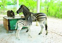 বিভিন্ন বন্যপ্রাণী ও পাখির বেষ্টনীতে নতুন অতিথি