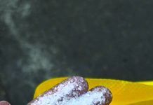 চট্টগ্রাম বন্দরে আমদানি নিষিদ্ধ ৩৯ টন ঘনচিনি আটক