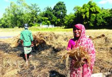 কাটা ধান পুড়িয়ে দিল দুর্বৃত্তরা